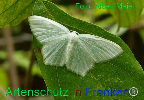 Copyright AiF - Albert Meier Bild zum Eintrag (75609-160)
