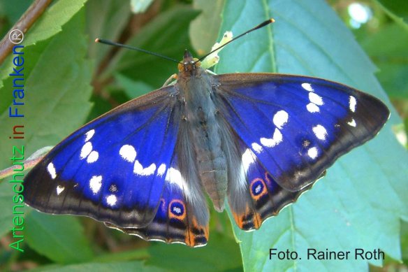Copyright AiF Rainer Roth Bild zum Eintrag (75633-160)