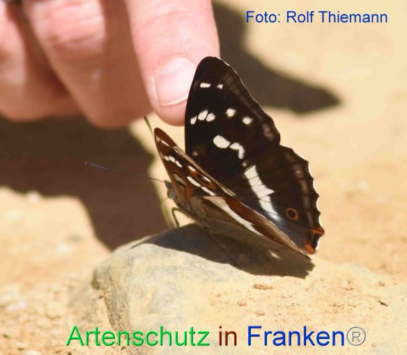 Copyright AiF Rolf Thiemann Bild zum Eintrag (75634-160)