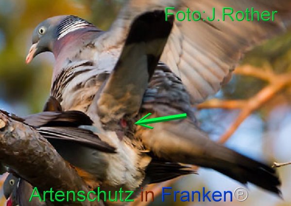 Copyright AiF Johannes Rother Bild zum Eintrag (75654-160)