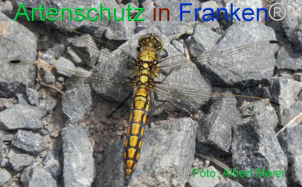 Copyright AiF - Albert Meier Bild zum Eintrag (75665-160)