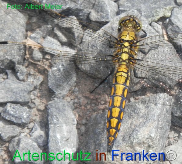 Copyright AiF - Albert Meier Bild zum Eintrag (75666-160)