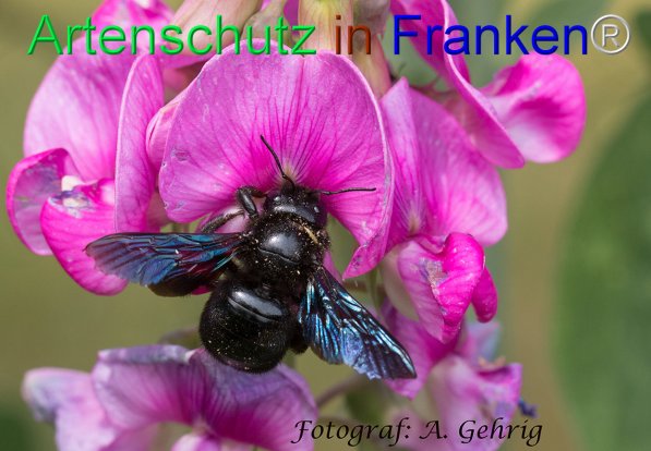 Copyright AiF Andreas Gehrig Bild zum Eintrag (75698-160)