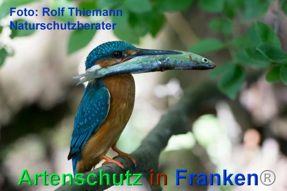 Copyright AiF Rolf Thiemann Bild zum Eintrag (75701-160)