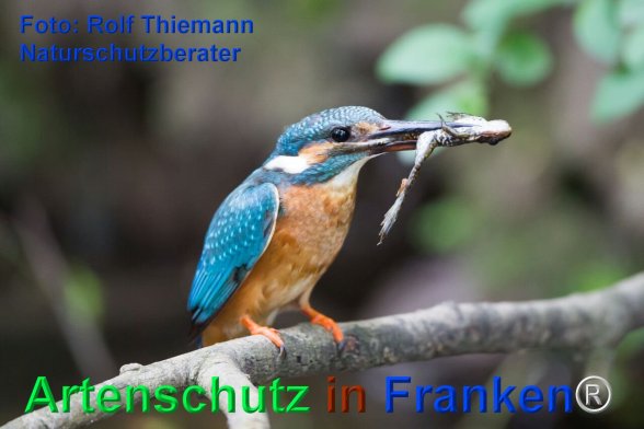 Copyright AiF Rolf Thiemann Bild zum Eintrag (75702-160)