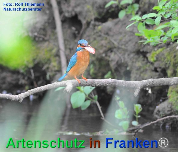 Copyright AiF Rolf Thiemann Bild zum Eintrag (75703-160)