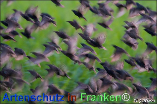 Bild zum Eintrag (75725-160)