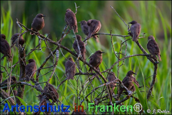 Copyright AiF Johannes Rother Bild zum Eintrag (75728-160)