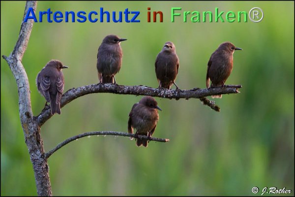 Copyright AiF Johannes Rother Bild zum Eintrag (75729-160)