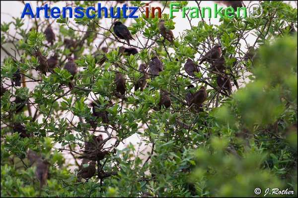 Copyright AiF Johannes Rother Bild zum Eintrag (75730-160)