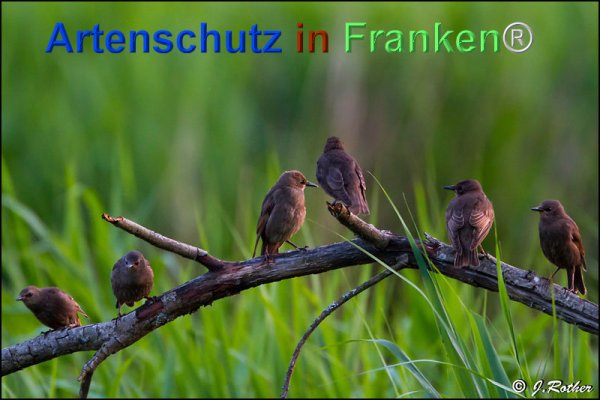 Copyright AiF Johannes Rother Bild zum Eintrag (75732-160)