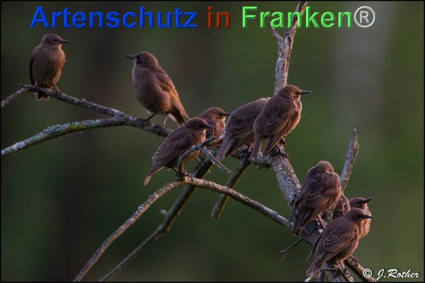 Copyright AiF Johannes Rother Bild zum Eintrag (75733-160)