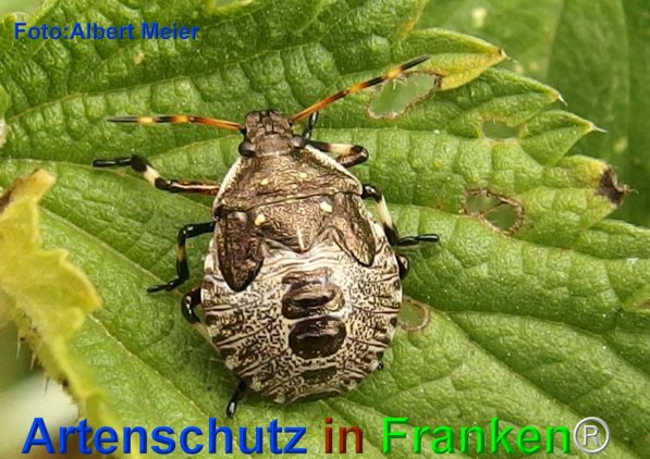 Copyright AiF - Albert Meier Bild zum Eintrag (75753-160)
