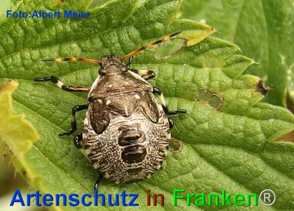 Copyright AiF - Albert Meier Bild zum Eintrag (75754-160)