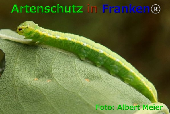Copyright AiF - Albert Meier Bild zum Eintrag (75868-160)