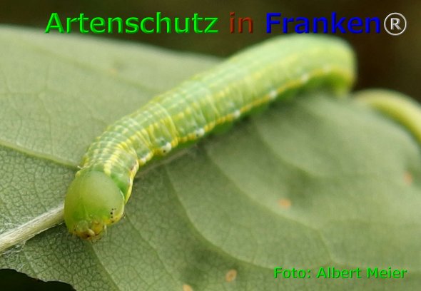 Copyright AiF - Albert Meier Bild zum Eintrag (75870-160)