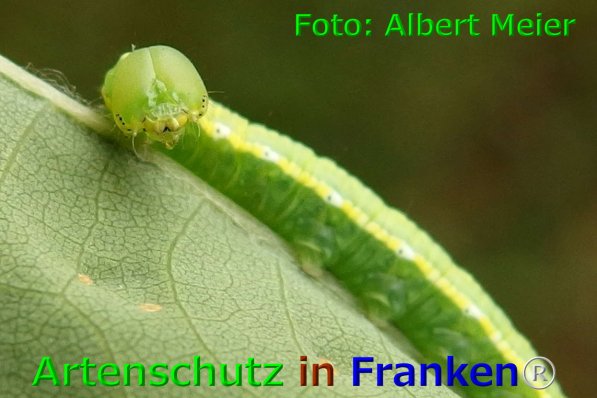 Copyright AiF - Albert Meier Bild zum Eintrag (75871-160)