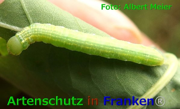 Copyright AiF - Albert Meier Bild zum Eintrag (75872-160)