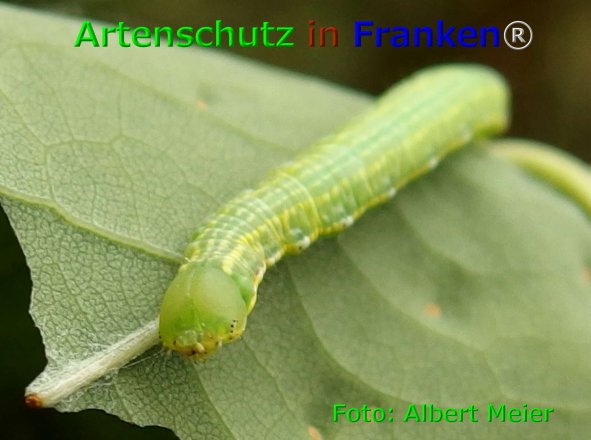 Copyright AiF - Albert Meier Bild zum Eintrag (75874-160)
