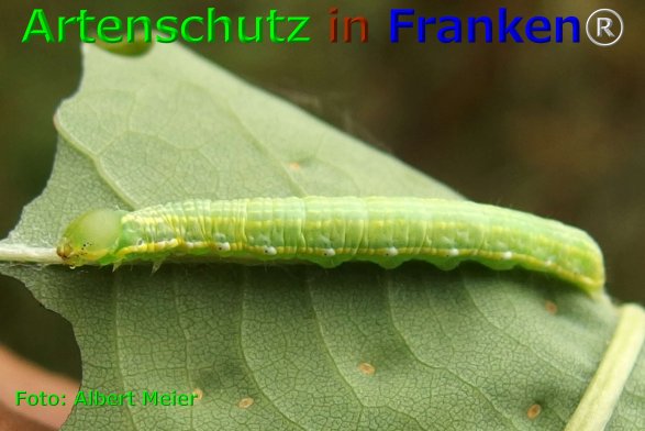 Copyright AiF - Albert Meier Bild zum Eintrag (75875-160)