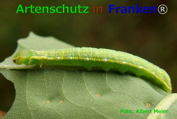 Copyright AiF - Albert Meier Bild zum Eintrag (75877-160)