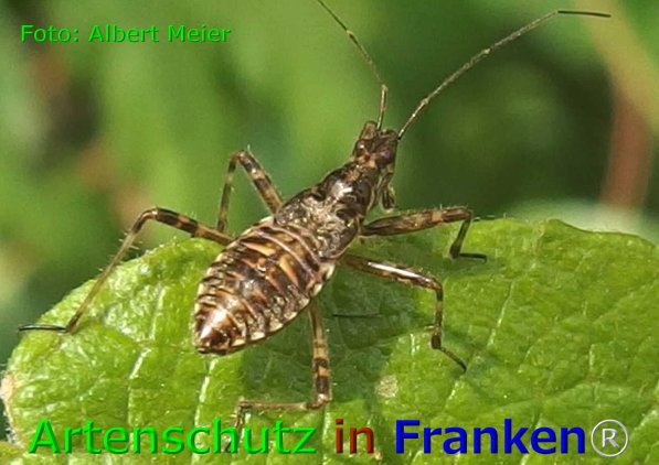 Copyright AiF - Albert Meier Bild zum Eintrag (75881-160)