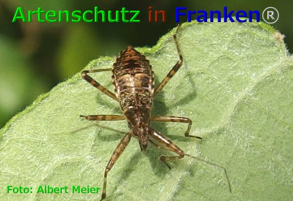 Copyright AiF - Albert Meier Bild zum Eintrag (75882-160)