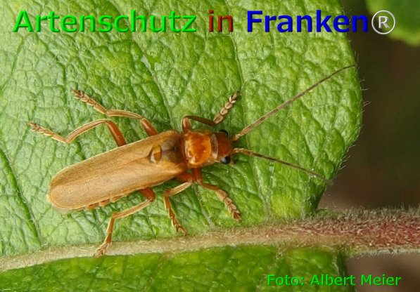 Copyright AiF - Albert Meier Bild zum Eintrag (75885-160)