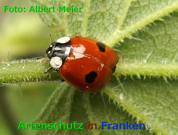 Copyright AiF - Albert Meier Bild zum Eintrag (75958-160)