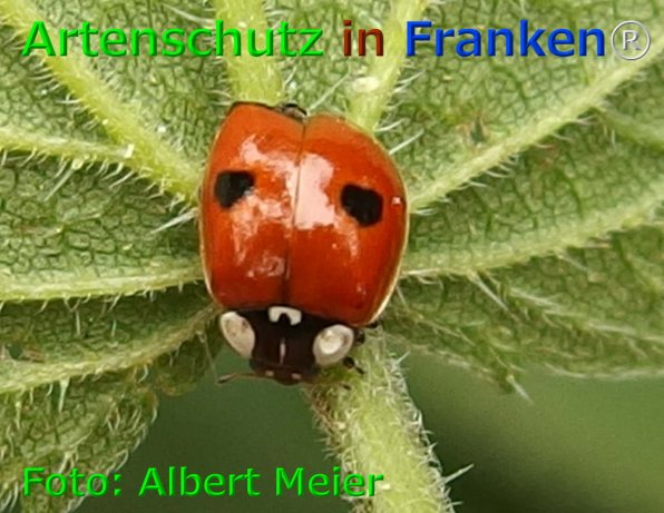 Copyright AiF - Albert Meier Bild zum Eintrag (75959-160)