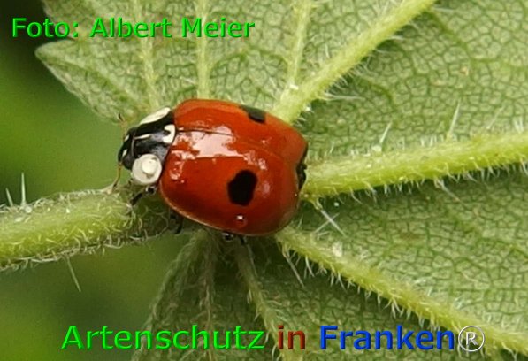 Copyright AiF - Albert Meier Bild zum Eintrag (75960-160)
