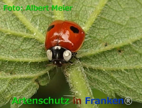 Copyright AiF - Albert Meier Bild zum Eintrag (75961-160)