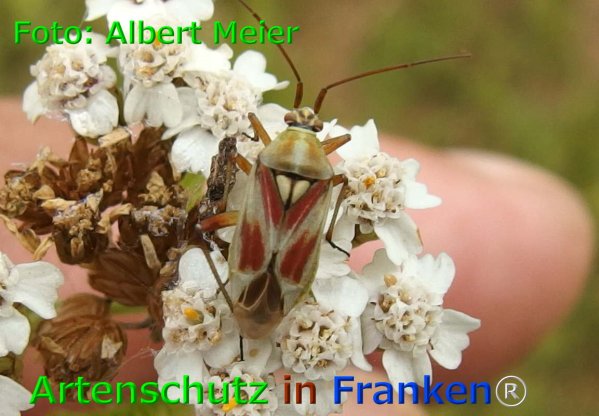Copyright AiF - Albert Meier Bild zum Eintrag (75964-160)