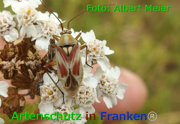 Copyright AiF - Albert Meier Bild zum Eintrag (75966-160)