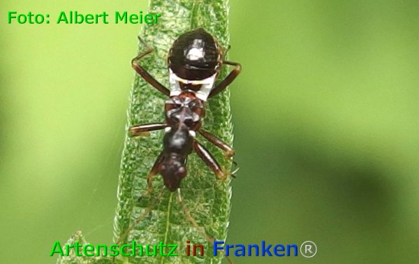 Copyright AiF - Albert Meier Bild zum Eintrag (75969-160)