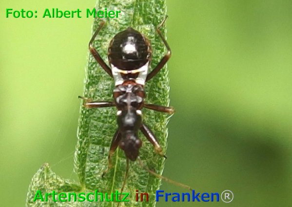 Copyright AiF - Albert Meier Bild zum Eintrag (75971-160)