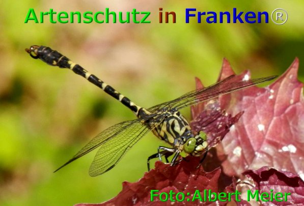 Copyright AiF - Albert Meier Bild zum Eintrag (76089-160)