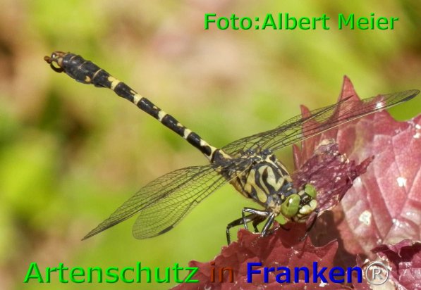 Copyright AiF - Albert Meier Bild zum Eintrag (76090-160)