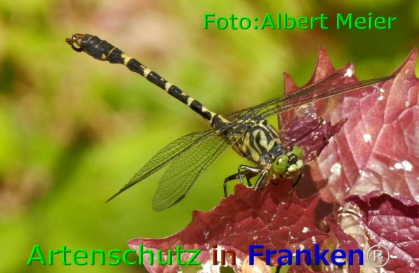 Copyright AiF - Albert Meier Bild zum Eintrag (76091-160)
