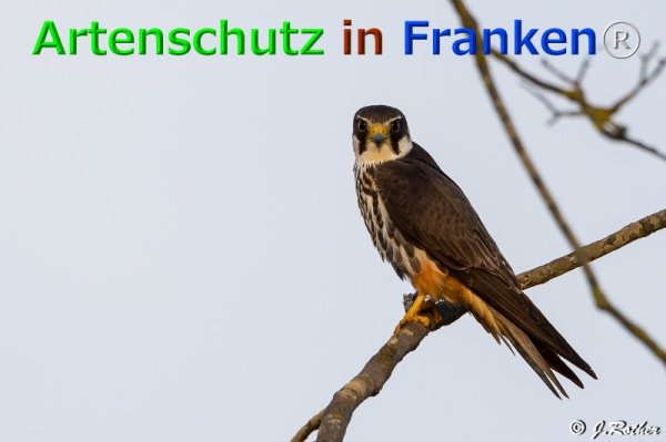 Copyright AiF Johannes Rother Bild zum Eintrag (76100-160)