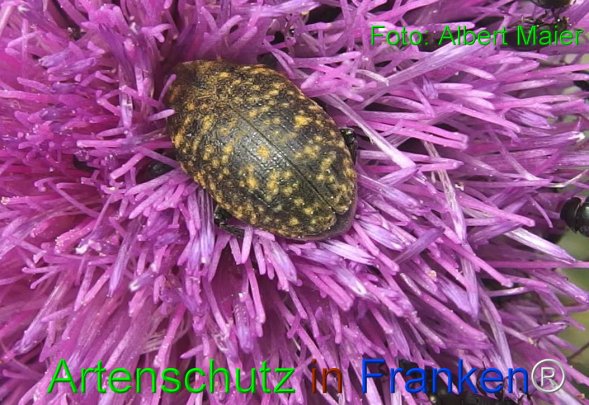 Copyright AiF - Albert Meier Bild zum Eintrag (76169-160)