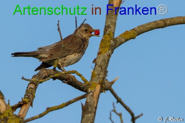 Copyright AiF Johannes Rother Bild zum Eintrag (76203-160)