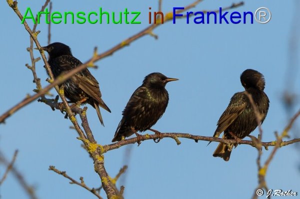 Copyright AiF Johannes Rother Bild zum Eintrag (76205-160)