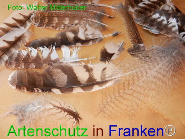 Copyright AiF Walter Mitterhuber Bild zum Eintrag (76258-160)