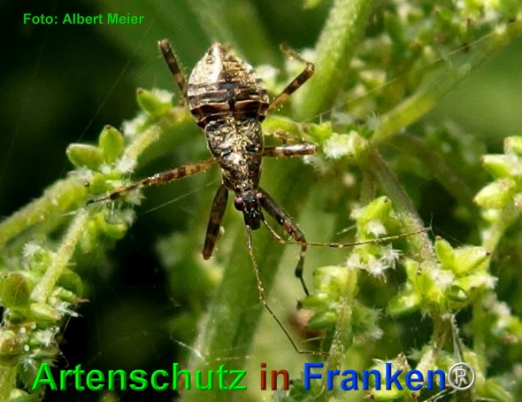 Copyright AiF - Albert Meier Bild zum Eintrag (76327-160)