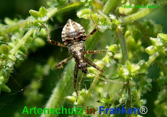 Copyright AiF - Albert Meier Bild zum Eintrag (76328-160)