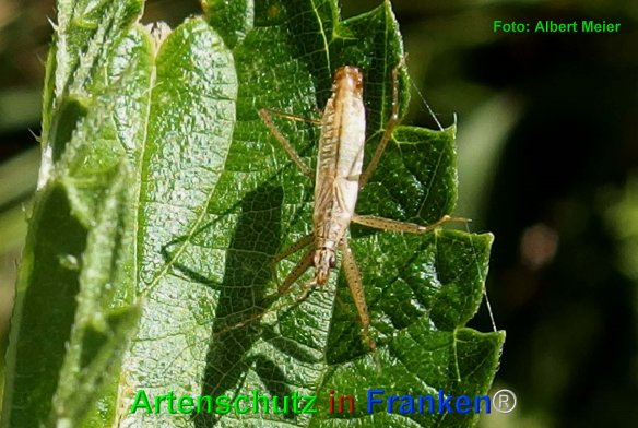 Copyright AiF - Albert Meier Bild zum Eintrag (76333-160)