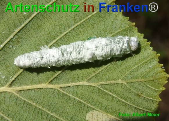 Bild zum Eintrag (76337-160)