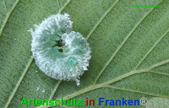 Bild zum Eintrag (76338-160)