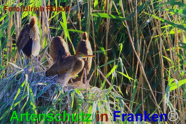 Bild zum Eintrag (76364-160)